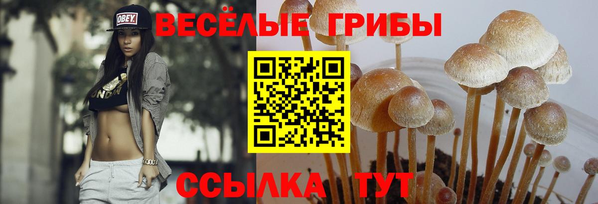 Рославль  Галлюциногенные грибы Psilocybe  Псилоцибиновые грибы Cubensis  Вход с VPN 